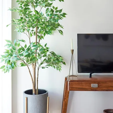 Apartmán Elegant Santana *